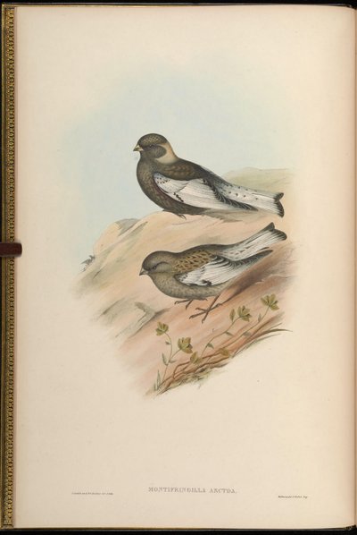 Montifringilla arctoa = Passer arctous = Leucosticte arctoa da John Gould